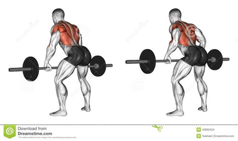 Illustration about Thrust rod, standing in the slope. Exercising for bodybuilding Target muscles are marked in red. Initial and final steps. Illustration of thrust, exercise, rhomboid - 43932424 Good Back Workouts, Barbell Row, Back Workouts, Latissimus Dorsi, Biceps Workout, Back And Biceps, Back Day, Lower Back Pain, Back Exercises