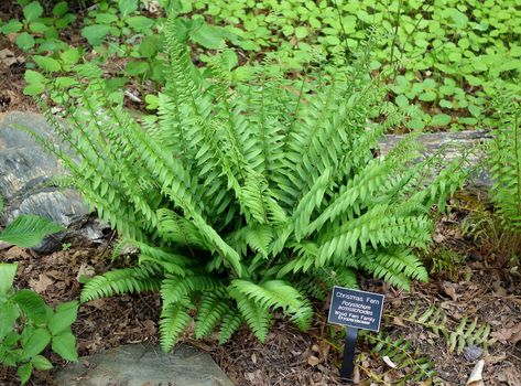 GardenSmart :: ARTICLES :: Christmas Fern Christmas Fern, Evergreen Ferns, Ferns Care, Deer Resistant Perennials, Long Blooming Perennials, Hummingbird Plants, Deer Resistant Plants, Fragrant Plant, Fast Growing Trees