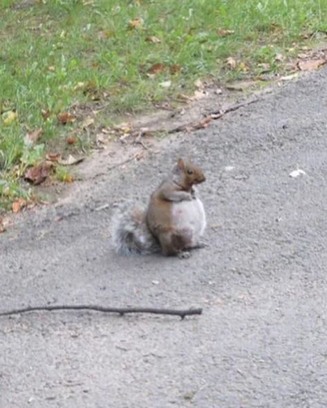 This is what a pregnant squirrel looks like. On Instagram, Pins, Instagram