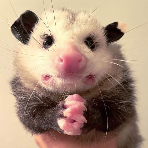 Opossum And Raccoon, Possum Memes, Awesome Possum, Silly Animals, Little Animals, Rodents, Cute Little Animals, An Animal, Rats