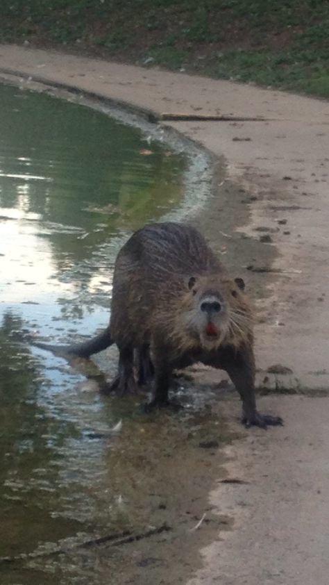 Nutria - river rat Nutria Rat, River Rat, Brown Bear, Rats