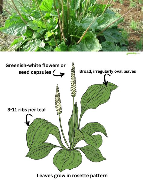 Small Fruit Trees, Natural Diuretic, Flower Spike, Gardening Advice, Organic Living, Medicinal Plants, Natural Living, Growing Vegetables, Digestive Health