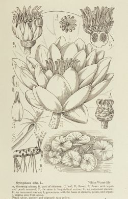 Pen and Ink - BOTANICAL ART & ARTISTS British Plants, Botanical Illustration Black And White, Typeface Inspiration, Biological Illustration, Plant Anatomy, Flower Anatomy, Botanical Artists, Nouveau Illustration, Plant Sketches