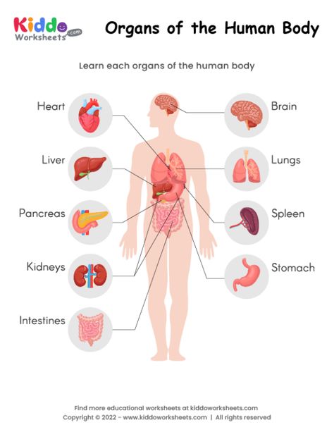 Free Printable Organs of the Human Body Worksheet - kiddoworksheets Organs Of The Body Anatomy For Kids, Human Body Kindergarten, Parts Of Human Body, Body Worksheet, Human Body Printables, Organs Of The Body, Human Body Worksheets, Free Human Body, Islamic Books For Kids