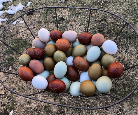 A Guide to Chicken Egg Colors - Why do chickens lay different colored eggs? Learn the simple reason for different colors in the egg basket. Chicken Egg Colors, Hen Farm, Fancy Chickens, Colored Eggs, Chicken Life, Raising Backyard Chickens, Chicken Garden, Keeping Chickens, Backyard Chicken Coops