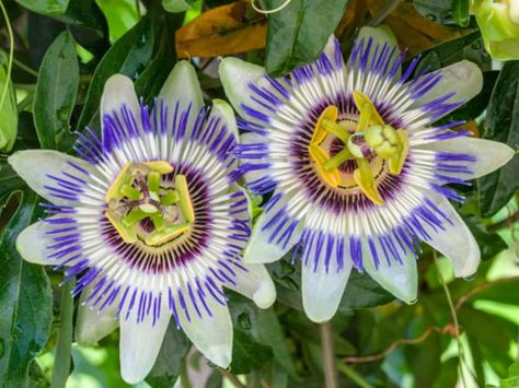 Passiflora caerulea (Blue Passion Flower) is a woody vine capable of growing up to 65 feet (20 m) high where supporting trees are... Grow Passionfruit, Passion Flower Plant, Blue Passion Flower, Evergreen Climbers, Climber Plants, Passion Vine, Royal Blue Flowers, Growing Vines, Flower Guide