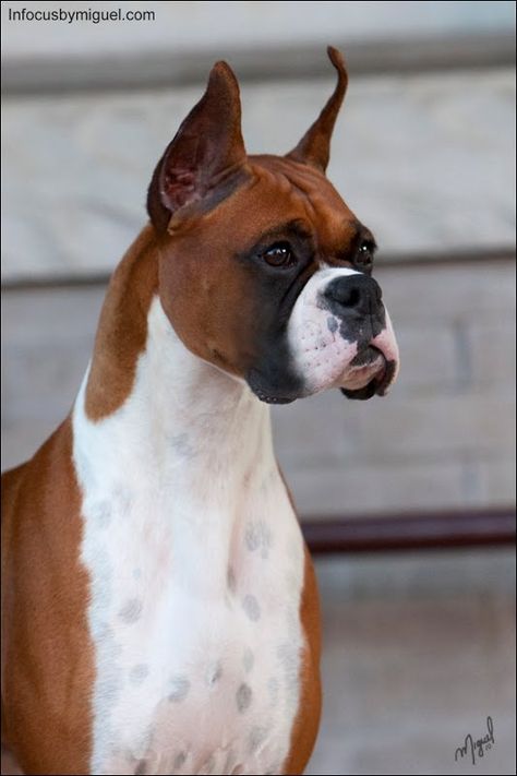 champion windfall brookwood Dog Reference, American Boxer, Water Rescue, Show Dogs, Cool Dogs, Best Dog Breeds, Group 2, Large Dog Breeds, Boxer Dogs