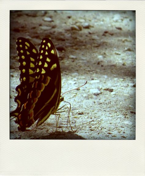 Butterfly Polaroid, Polaroid Aesthetic, Big Butterfly, Spiritual Realm, Florida Usa, Moth, Art Inspo, Bugs, Butterflies