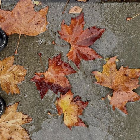 My Dark Vanessa Aesthetic, Autumn Leaf Aesthetic, Red Autumn Aesthetic, Maple Leaf Aesthetic, Taylor Swift Red Taylor's Version, Autumn Pfp, My Dark Vanessa, Taylor Swift Album Aesthetic, Autumn Leaves Falling