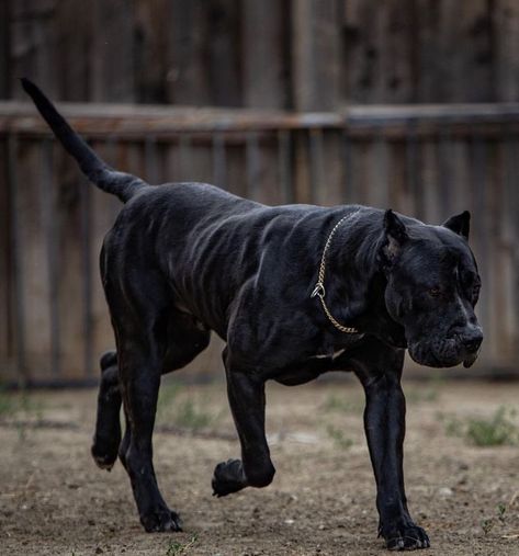 Presa Canario Mastiff, Presa Canario Puppy, Brindle Dog, Top Facts, Mastiff Dog Breeds, Cute Animal Tattoos, Fit Dogs, Animals Tattoo, Presa Canario