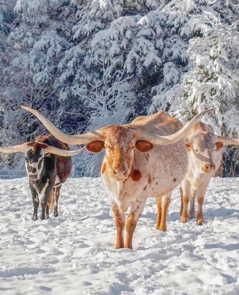 Country Views, Longhorn Cattle, Longhorn Cow, Future Farms, Vision Board Photos, Farm Lifestyle, Texas Longhorn, Texas Longhorns, Enjoying The Sun