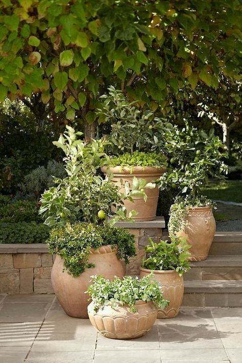 Citrus pots Mediterranean Gardens, Tuscan Garden, Gardening Landscaping, Vintage Garden Decor, Mediterranean Garden, Garden Containers, Front Yard Garden, Garden Designs, Rustic Garden Decor