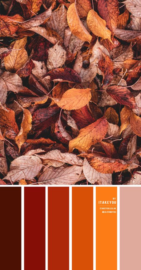 Rust Color Scheme – Color Palette #35 1 - I Take You | Wedding Readings | Wedding Ideas | Wedding Dresses | Wedding Theme Rust Burnt Orange Color Palette, Rust Brown Color Palette Wedding, Orange Rust Color Palette, Burnt Orange Palette Colour Schemes, Rust Orange Colour Palette, Burnt Orange Yellow Color Palette, Orange And Brown Palette, Burnt Orange Colour Combinations, Brown Orange Palette