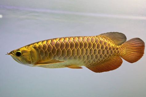 Arowana Fish, Dragon Fish, Lucky Wallpaper, Wild Animals Photography, Beaded Pillow, Golden Fish, Cool Fish, Custom Tanks, Fish Species