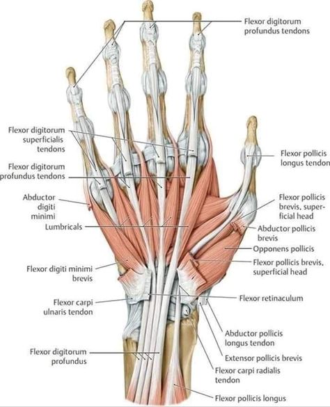 Limb Anatomy, Functional Anatomy, Upper Limb Anatomy, Anatomy Muscles, Human Muscle Anatomy, Hand Anatomy, Anatomy Bones, Basic Anatomy And Physiology, Human Body Anatomy