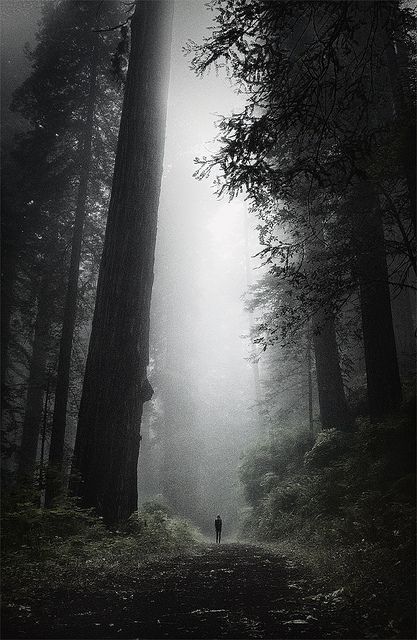 Foggy Day, Foggy Forest, Tall Trees, California Adventure, Outdoor Ideas, Dark Forest, In The Woods, White Photography, Black And White Photography