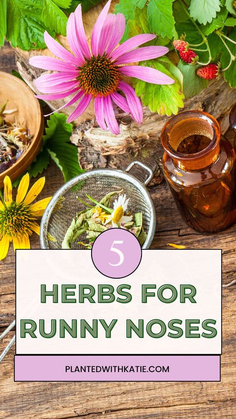 5 Herbs To Stop Runny Nose Natural Remedies For Runny Nose, Herbs For Runny Nose, Herbs For Sinus Congestion, Herbs For Congestion, Get Rid Of Congestion Fast, How To Stop A Runny Nose, Oils For Runny Nose, Runny Nose Remedy, Remedies For Runny Nose