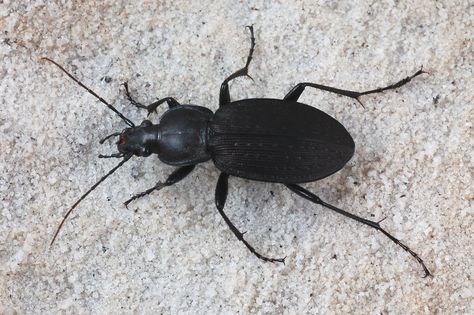 ground beetle. Ground Beetle, Insect Species, Komodo Dragon, Beautiful Bugs, Nc State, Komodo, Bugs, Bugs And Insects, Komodo Dragons