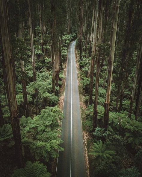 💚 Melbourne, Victoria, Australia.  Follow @folkscenery for more! Photo by @finmatson #folkscenery Victoria Australia, Travel Insurance, Pilgrimage, Vacation Destinations, Nature Travel, Land Scape, Special Event, Everyday Life, See Photo