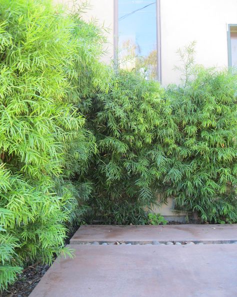 Green Fence Ideas Privacy Hedge, Hedge Ideas, Podocarpus Landscaping, Living Hedge Fence, Hedge Plants Privacy Screens, Fern Podocarpus, Podocarpus Gracilior, Podocarpus Hedge Privacy Fences, Green Giant Privacy Fence