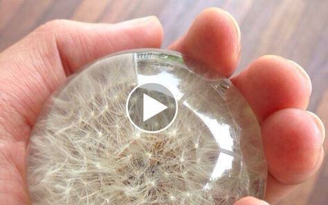 You just can’t deny the beauty of a dandelion puff. Some of the best memories as a kid…until you realize that they’re weeds. Love this neat DIY to make them into a paperweight, so you can capture their beauty forever. How to Make a Dandelion Paperweight from Kirby J on Vimeo. *Dandelion Paperweights Related … Dandelion Diy, Paper Weights Diy, Diy Dandelion, Dandelion Paperweight, Dandelion Puffs, Hantverk Diy, A Dandelion, Wine Bottle Diy Crafts, Wine Bottle Diy