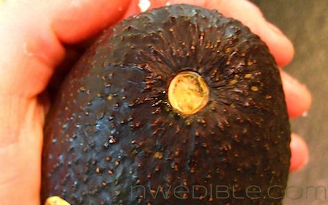 Never Buy A Rotten Avocado Again.  Flick the stem off of the avocado, if it is green, the avocado is perfectly ripe.  Any darkness and the meat inside is ruined. Recipe Art, Fruit Recipe, Salsa Guacamole, Cooking Photos, Cooking Guide, Food Info, Cuisine Recipes, Cooking Recipe, Cooking Art