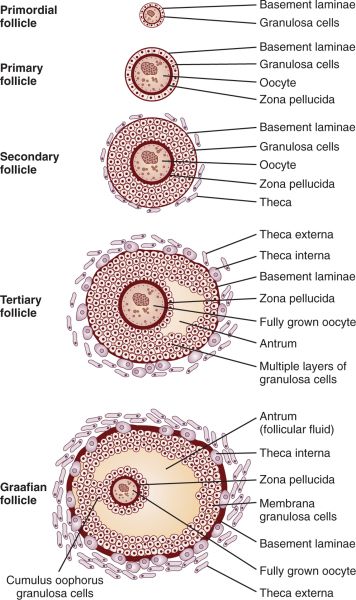 s Female Reproductive System Anatomy, Medical Terminology Study, Anatomy Education, Biology Diagrams, Medical Assistant Student, Study Biology, Basic Anatomy And Physiology, Biology Facts, Biology Lessons