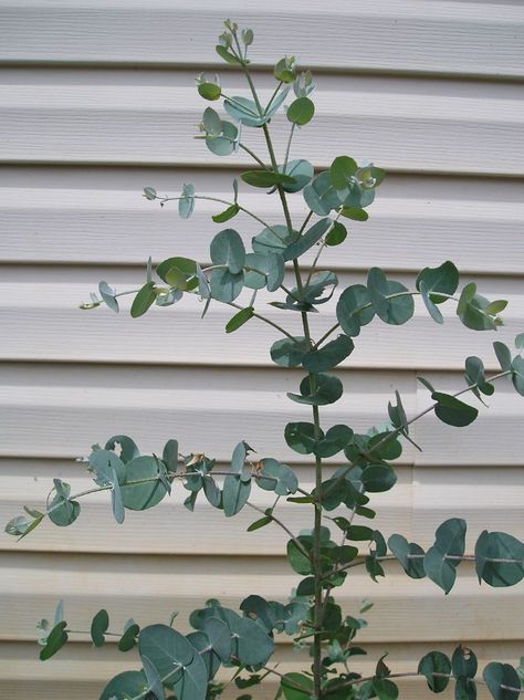 How To Grow Eucalyptus Plants Eucalyptus Plant Indoor, Grow Eucalyptus, Formal Garden Design, Eucalyptus Plant, Plant Indoor, Eucalyptus Tree, Formal Garden, Cut Flower Garden, Formal Gardens