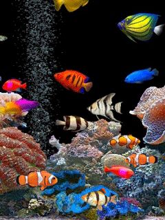 43286.gif (240×320) Zodia Pești, Sea Life Wallpaper, Aquarium Live Wallpaper, Tb Joshua, Live Fish Wallpaper, Underwater Wallpaper, Saltwater Aquarium Fish, Underwater Fish, Beautiful Sea Creatures