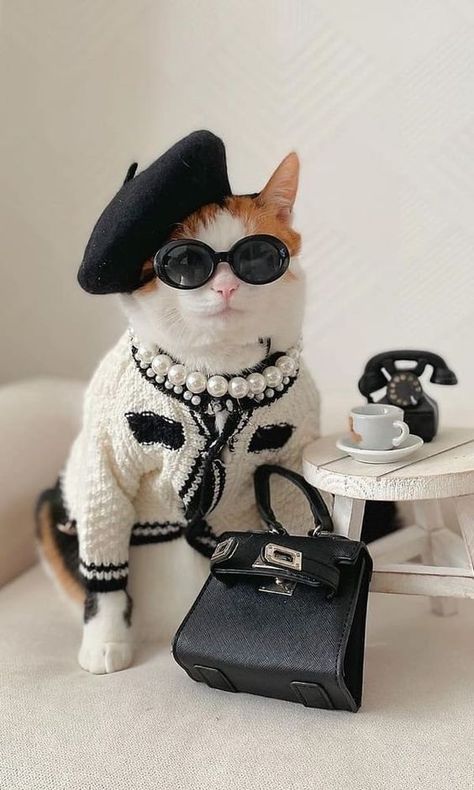 Mood Dp, Gatos Cool, Fancy Cats, Silly Cats Pictures, Cute Cat Wallpaper, Cute Cats Photos, Cat Fashion, Pet Fashion, Cat Photography