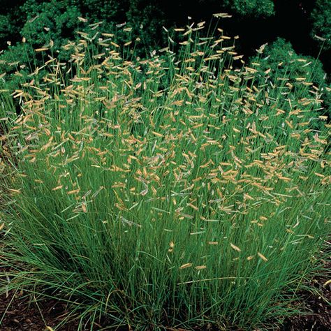 Bouteloua Gracilis, Drought Tolerant Grass, Native Grasses, Seed Heads, Perennial Border, California Garden, Garden Shrubs, Bee Garden, Plant Guide