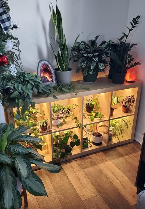 نباتات منزلية, Plant Mama, Deco Studio, Crazy Plant Lady, Plant Room, Future Apartment Decor, Plant Decor Indoor, House Plants Decor, Room With Plants