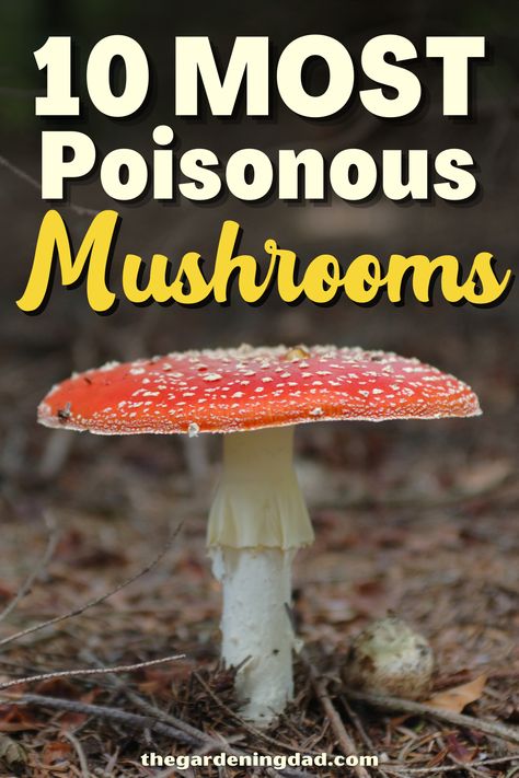 Poisonous Mushrooms Illustration, Mushrooms In The Wild, Types Of Mushrooms Chart, Wild Mushrooms Identification, How To Get Rid Of Food Poisoning, Dangerous Mushrooms, Mushroom Identification Chart, Edible Mushrooms Chart, Fungi Identification