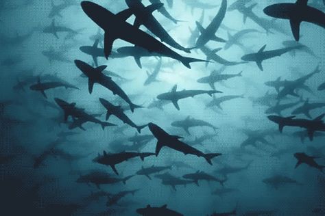 favd_radic0le-December 13 2016 at 11:19PM Shark Wallpaper Laptop, Shark Header, Aquarium Gif, Waves Gif, Sea Gif, Shark Banner, Shark Gif, Swimming Gif, Ocean Gif