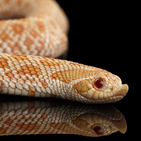 A close up of a Pink Albino Hognose Snake. Snake Close Up, Albino Hognose Snake, Hognose Snake Tattoo, Hognose Snake Enclosure, Hog Nose Snake, Viperine Gorgon, Snake Cute, California King Snake, Snake Breeds