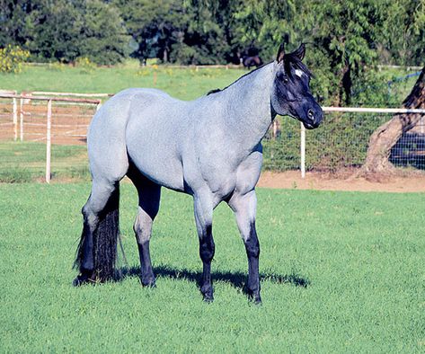 Roan Quarter Horse, Blue Roan Quarter Horse, Nice Horses, Blue Roan Horse, Roan Horse, Hunter Under Saddle, Horse Pics, Horse Western, Beautiful Horse Pictures