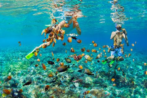 Exuma Bahamas excursions from Nassau Bahamas offers some of the best Exuma Tours. #Exuma #ExumaCays #BahamasSnorkeling Bahamas Snorkeling, Bahamas Excursions, Exuma Pigs, Pig Beach, Colorful Lizards, Exuma Bahamas, Swimming Pigs, Bahamas Vacation, Bahamas Cruise