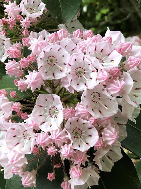 Kalmia Flower, Mountain Laurel Flower, Mountain Laurels, Laurel Flower, Mountain Laurel, Boquette Flowers, Nothing But Flowers, Unusual Flowers, Flower Therapy