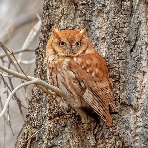 Raptor Bird Of Prey, Eastern Screech Owl, Raptors Bird, Duck Photo, Screech Owl, Owl Photos, Owl Pictures, Owl Bird, Wildlife Nature