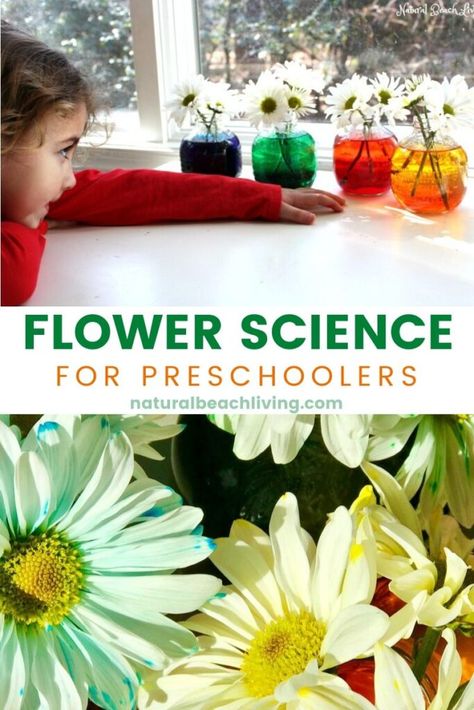 This is always a favorite Spring Science Experiment. Flower Science Activities for Preschool and Kindergarten are fun Color changing flowers, Flower Science for kids delights your senses and brings lots of observation. Add this to your spring lesson plans. Science Activities For Preschool, Color Changing Flowers, Spring Science Experiments, Spring Science Activities, Kids Nature Activities, Flower Science, Environmental Activities, Spring Lesson Plans, Spring Science