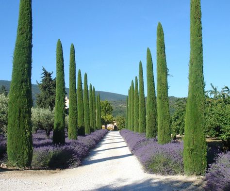 Italian Cypress Trees, Mediterranean Garden Design, Provence Garden, Italian Cypress, Driveway Landscaping, Mediterranean Landscaping, Lavender Garden, Italian Garden, Formal Gardens