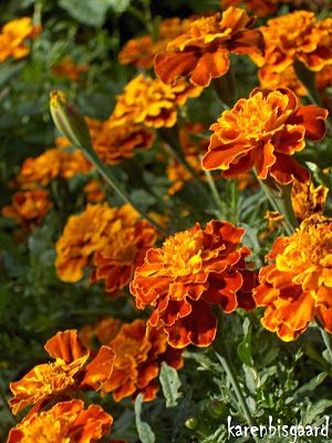 Tagetes Flowers, Orange Plants, Beauty Bush, Rose Campion, Garden Tables, Orange Plant, Mock Orange, Applied Art, Herbaceous Border