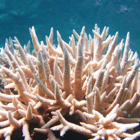 Coral bleaching is a warning sign we can’t ignore. ⚠️ When vibrant reefs turn ghostly white, entire marine ecosystems are at risk! @padiaware launched the Adopt the Blue initiative with a vision to create a nimble, active network of underwater sites ready for action across conservation issues and geographies. 🪸 Visit our 🔗 in bio to learn how this initiative is monitoring coral bleaching with the help of divers. #coral #coralreef #coralbleaching #conservation #adopttheblue #savetheocean Coral Bleaching Art, White Coral Reef, Bleached Coral, Coral Reef Pollution, Coral Bleaching, Red Sea Coral Reef, Real Bodies, Marine Ecosystem, Warning Sign