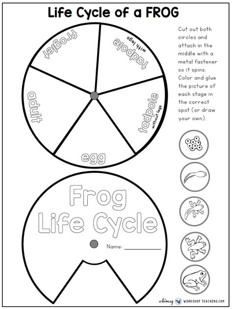 Life Cycle Of A Frog Craft, Frog Cycle, Cycles In Nature, Frog Life Cycle Craft, Frog Life Cycle Activities, Life Cycles Preschool, Life Cycle Activities, Life Cycle Of A Frog, Frog Life Cycle