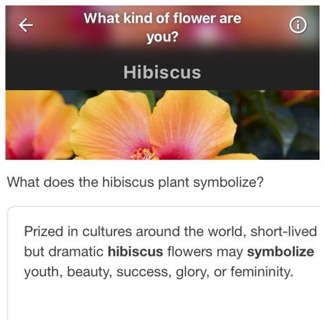 Hibiscus Meaning, Hibiscus Flower Meaning, Hibiscus Plant, Flower Meanings, Hibiscus Flowers, Writing Tips, Hibiscus, Phone Wallpaper, Beautiful Flowers