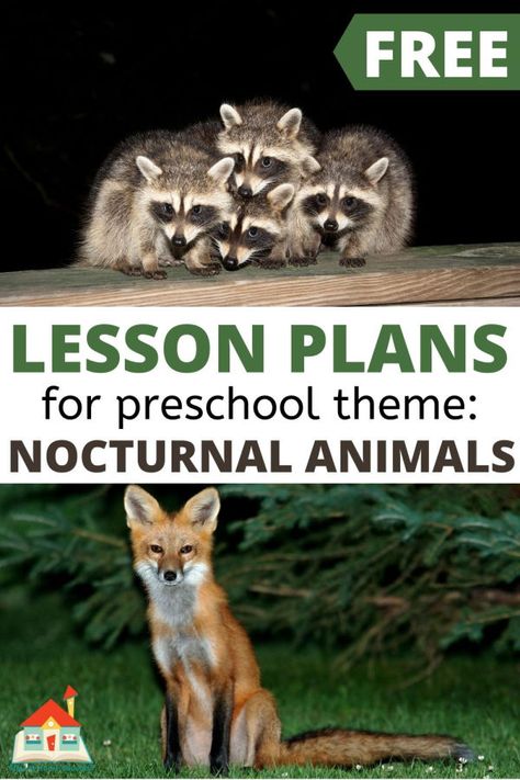 Try these free nocturnal animals lesson plans for preschoolers. These free preschool lesson plans feature 16+ activities to teach about nocturnal animals. These Nocturnal Animal Themed lesson plans for preschoolers include all the core subjects. Teach younger children about the curious nightlife of nocturnal animals with these free nocturnal animal lesson plans for preschoolers. Nocturnal Animals Kindergarten, Animal Lesson Plans, Free Preschool Lesson Plans, Nocturnal Animals Activities, Forest Animals Preschool, Themed Lesson Plans, Lesson Plans For Preschool, Animal Activities For Kids, Animal Lessons