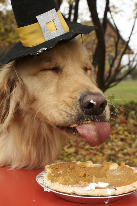 Do NOT overeat this Thanksgiving! Dog Thanksgiving Pictures, Golden Retriever Thanksgiving, Puppy Thanksgiving, Harvest Ideas, Golden Dogs, Dog Pic, Dog Thanksgiving, Dog Calendar, Thanksgiving Pictures