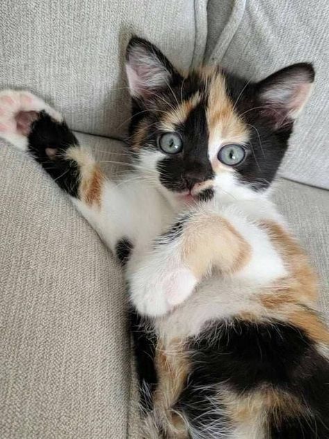 Calico Kitten, Kittens