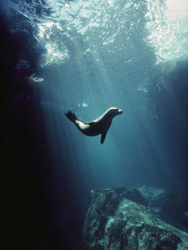 Galapagos Sea Lion, A Seal, Water Animals, Water Life, Galapagos Islands, Marine Mammals, Sea Lion, Marine Animals, Ocean Creatures