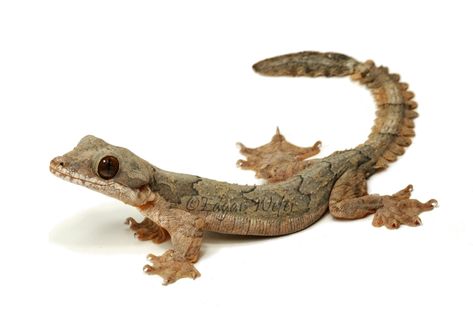 Ptychozoon | Ptychozoon kuhli ; Flying Gecko Flying Gecko, Gecko Vivarium, Diy Reptile, Reptile Care, Hamster Cages, What Kind Of Dog, Reptile Cage, Reptile Enclosure, Reptiles And Amphibians